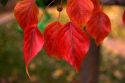 Fall colors on ornamental pear leaves in Idaho.