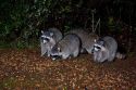 A group of raccoons in Washington state.
