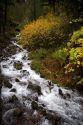 Wahkeena Falls and mountain stream with scenic fall colors in the Columbia Gorge, Oregon.
