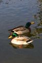 Mallard ducks in Boise, Idaho.