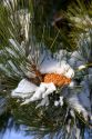 Pine tree and cone covered in snow.