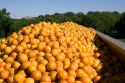 Newly harvested oranges in the back of a truck south of Tavares, Florida.