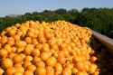 Newly harvested oranges in the back of a truck south of Tavares, Florida.