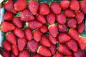 Strawberries being sold at a farm near Tavares, Florida.