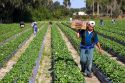 Workers harvesting strawberries near Plant City, Florida.