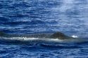 A Humpback whale spouting spray in the pacific ocean near Maui, Hawaii.