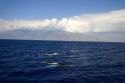 Humpback whales in the pacific ocean near Maui, Hawaii.