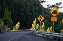 Road signs warning of corners and steep grade at Mount Haleakala on the island of Maui, Hawaii.
