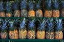 A display of pineapples on the island of Maui, Hawaii.