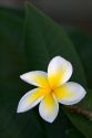 A plumeria flower on the island of Maui, Hawaii.
