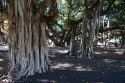 Banyan tree with auxiliary trunks in the town Lahaina on the island of Maui, Hawaii.