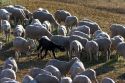 Black sheep among white sheep near Emmett, Idaho.