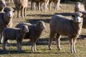Sheep and lambs near Emmett, Idaho.