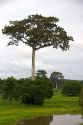 A ceiba tree in the Amazon jungle near Manaus, Brazil.