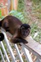A capuchin monkey at a lodge in the Amazon jungle near Manaus, Brazil.