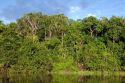 The Arasa River in the Amazon jungle near Manaus, Brazil.