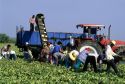 Migrant farm workers harvesting honeydew melons in the Rio Grande Valley, Texas.