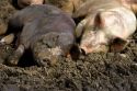 Pigs laying in the mud.