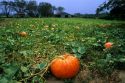 A pumpkin patch in Georgia.
