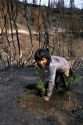 Reforestation, planting trees after a forest fire in Idaho.