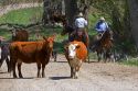 Cowboys rounding up cattle near Emmett, Idaho.