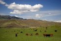 Cattle graze in a pasture along the Payette River near Emmett, Idaho.