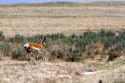 Pronghorn antelope running through the desert sage brush in Idaho.