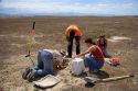 Wildlife biologists collecting fledgling burrowing owls for research near Mountain Home, Idaho.