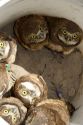 Fledgling burrowing owls collected by wildlife biologists for research near Mountain Home, Idaho.