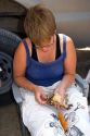 Wildlife biologist conducting research on fledgling burrowing owls near Mountain Home, Idaho.