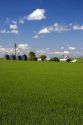 Green unripe wheat fields and farm at Grangeville, Idaho.