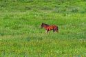 Horse colt in a pasture near Grangeville, Idaho.