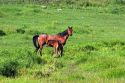 Horse mare and colt graze in a pasture near Grangeville, Idaho.