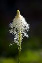 The white flower of Bear Grass north of Salmon, Idaho.