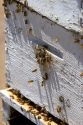 Honey bees in and on a hive in Canyon County, Idaho.