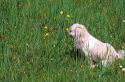 Dog smelling wildflowers in a field.  Shih Tzu Poodle mix domestic dog.