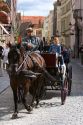 Horse drawn carriage in the city of Bruges in the province of West Flanders, Belgium.