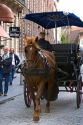 Horse drawn carriage in the city of Bruges in the province of West Flanders, Belgium.