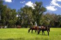 Thoroughbred horse farms in Marion County, Florida.