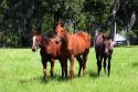 Thoroughbred horse farm in Marion County, Florida.