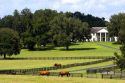 Thoroughbred horse farm in Marion County, Flordia.