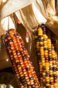 Indian corn on display at a roadside fruit stand in Fruitland, Idaho.