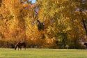 Horse graze among trees with autumn leaves in Cambridge, Idaho.