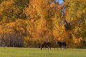 Horse graze among trees with autumn leaves in Cambrige, Idaho.