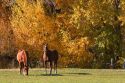 Horse graze among trees with autumn leaves in Cambrige, Idaho.