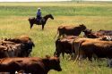 Rancher on horseback herding cattle north of Fort Worth, Texas.