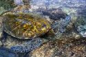 Hawaiian Green Sea Turtle in a tidal pool on the Island of Hawaii.