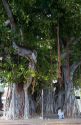 Banyan tree at Kailua-Kona on the Big Island of Hawaii.