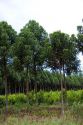 Yerba Mate and tree farm in Argentina.