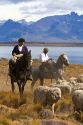 Gaucho's herd sheep near Lake Argentino on the Patagonian grasslands near El Calafate, Argentina.